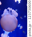 江ノ島水族館 クラゲ 123730600