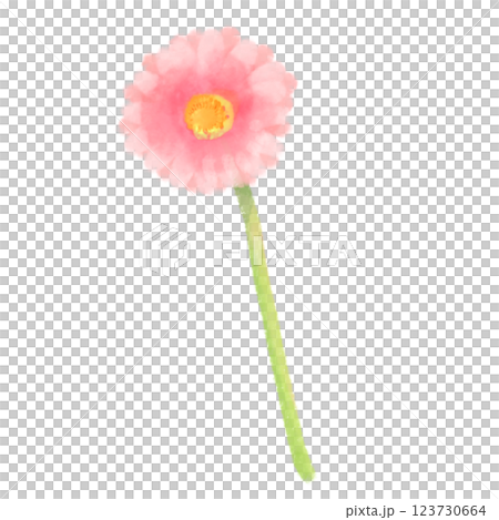 粉紅色的可愛水彩風格非洲菊插圖 123730664