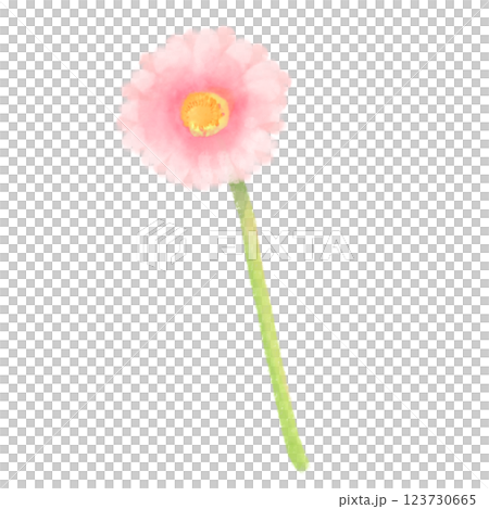 粉紅色的可愛水彩風格非洲菊插圖 123730665