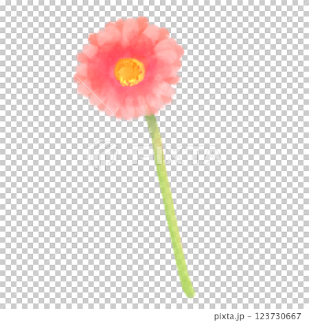 かわいい水彩風のガーベラのイラスト 赤 123730667