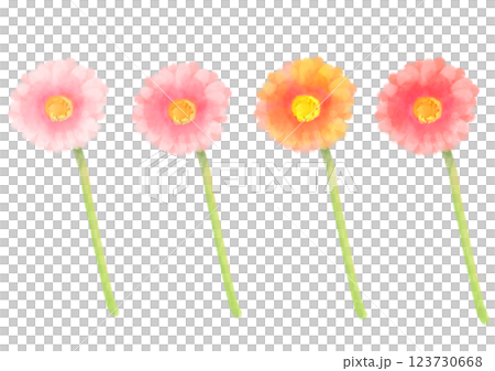 可愛的水彩風格非洲菊插圖 123730668