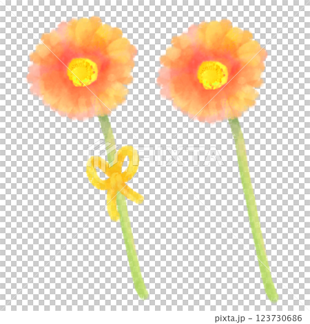 可愛的水彩風格非洲菊插圖 123730686