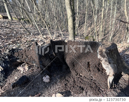 An anthill under a birch in a forest park. 123730730