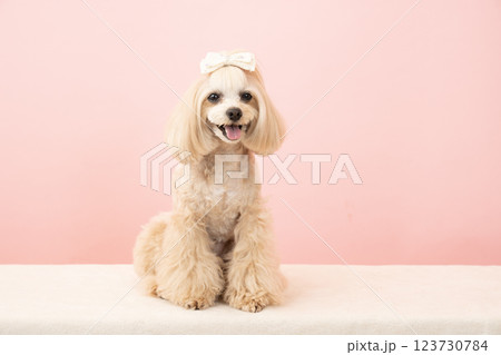 ピンクバックと微笑むマルプーのパンナ 123730784