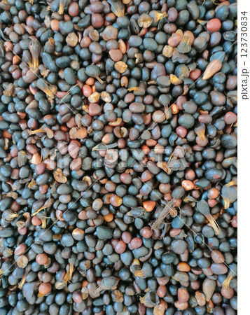 Closeup palm kernal seeds mixed with shell and uncrack palm kernal. 123730834