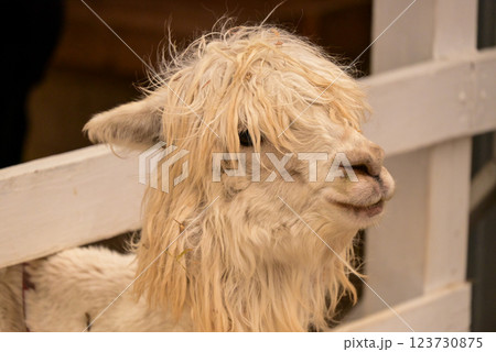 北海道のアルパカ 123730875