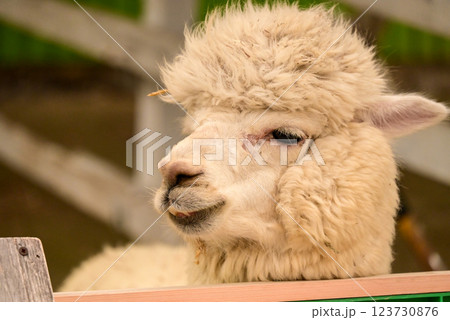 北海道のアルパカ 123730876