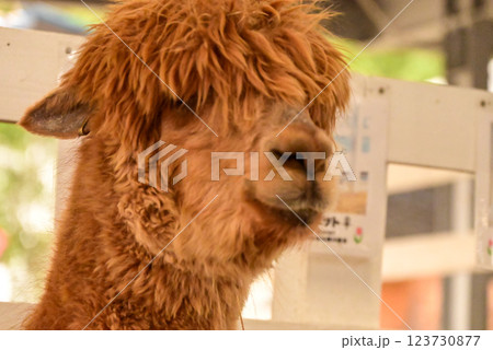 北海道のアルパカ 123730877