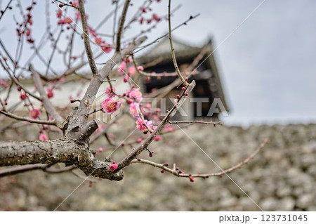 高知城の梅　遅咲き 123731045