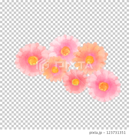 可愛的水彩風格粉紅非洲菊插畫 123731351