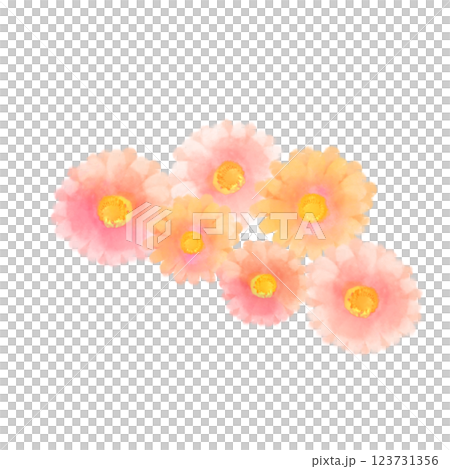 可愛的水彩風格粉紅非洲菊插畫 可愛的水彩風格粉紅非洲菊插畫 123731356