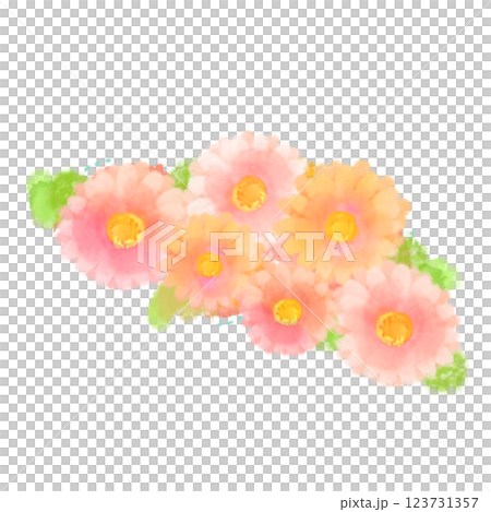 可愛的水彩風格粉紅非洲菊插畫 123731357