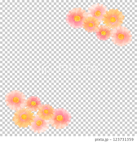 可愛的水彩風格粉紅非洲菊插畫 123731359