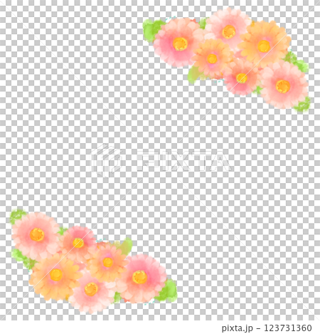 可愛的水彩風格粉紅非洲菊插畫 123731360