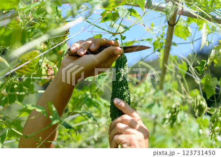 ゴーヤの収穫 123731450