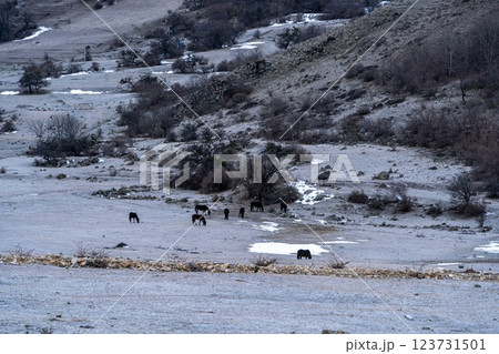 Dombay. The North Caucasus 123731501