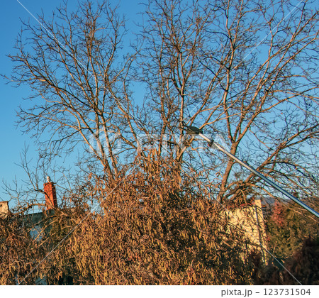 Pruning a hazel tree Corylus avellana with pruning shears in early spring against a blue sky. Pruning a hazel tree Corylus avellana with pruning shears in early spring against a blue sky. 123731504
