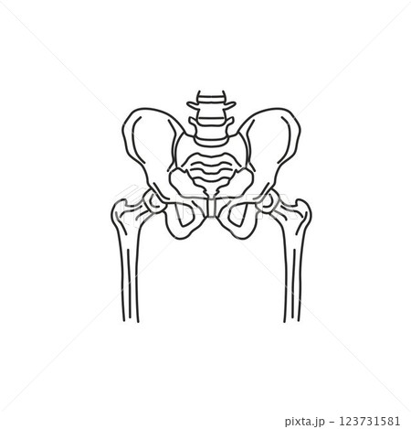 Human skeleton osteology vector lines, lumbar vertebrae, hip skeleton Human skeleton osteology vector lines, lumbar vertebrae, hip skeleton 123731581