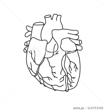 human heart shape drawn with lines with branching arterial pathways, icon of human internal organs human heart shape drawn with lines with branching arterial pathways, icon of human internal organs 123731592