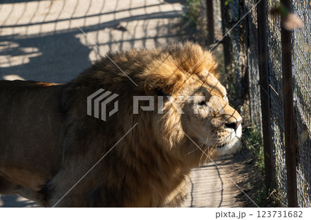 Lion Zoo Enclosure Animal - A lion stands by a fence in a zoo enclosure. 123731682