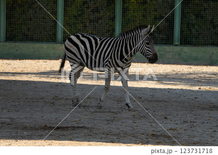 Zebra Zoo Enclosure Summer: Single Plains Zebra calmly walks in zoo enclosure during summer; daytime photograph showing animal in captivity. 123731718