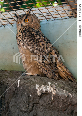 Beautiful owl Beautiful owl 123731839