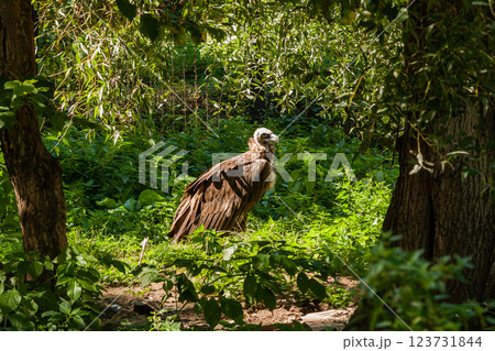 Griffins in green grass closeup Griffins in green grass closeup 123731844