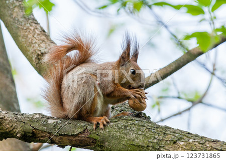 Squirrel sits on a branch and gnaws nuts 123731865