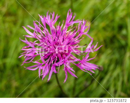 Flowering cornflower in summer Flowering cornflower in summer 123731872