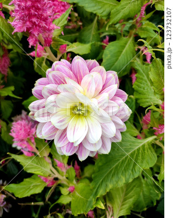 Closeup on half-pint dahlia flower in variegated red and yellow petals. Bright outdloor light 123732107