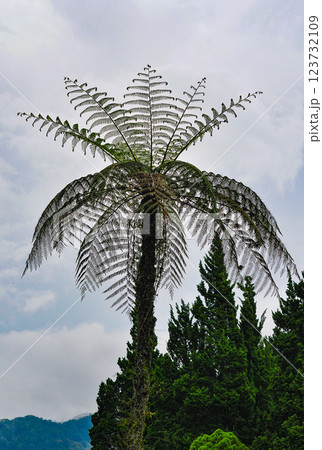 Cyathea australis images. Sphaeropteris glauca in the forest Cyathea australis images. Sphaeropteris glauca in the forest 123732109