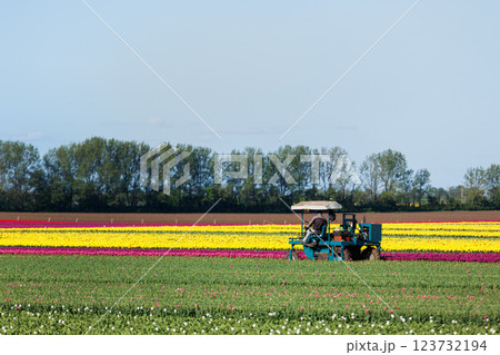 Scenic view farmer drive agricultural machine Dutch flower field cutting tulips buds bulbs growth Netherlands Europe. Machinery plant seedlings production business technology industry cultivation Scenic view farmer drive agricultural machine Dutch flower field cutting tulips buds bulbs growth Netherlands Europe. Machinery plant seedlings production business technology industry cultivation 123732194