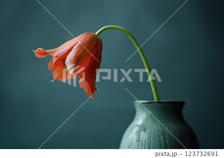 A single red flower is in a vase on a blue background 123732691