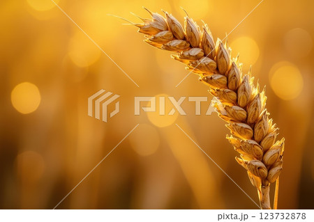 A stalk of wheat with a golden color, The stalk is in the foreground and the background is blurry 123732878