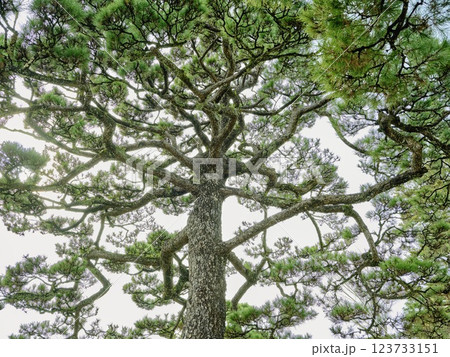 高知城の松 123733151