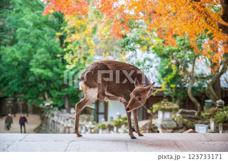 Deer scratching face by back leg at Kasuga Grand Shrine at fall, Nara 123733171