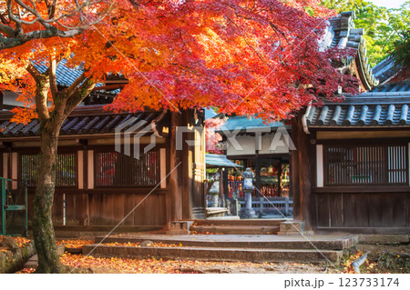 Tamukeyama Hachimangu Shrine by colorful maple leaves, Nara 123733174