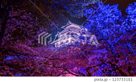 Colorful sakura tree light up and Fukuoka Castle ruins, Maizuru park 123733181