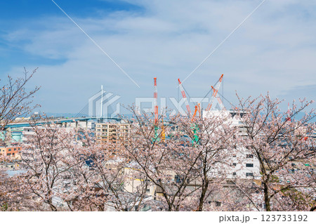 pink sakura blossom with aratsu bridge and city bay view, Fukuoka pink sakura blossom with aratsu bridge and city bay view, Fukuoka 123733192