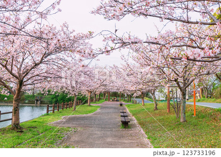Pink sakura tree tunnel in garden by Yanagawa river, Fukuoka Pink sakura tree tunnel in garden by Yanagawa river, Fukuoka 123733196