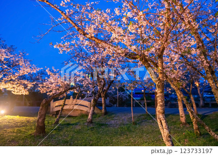 Pink sakura blossom light up in Mihashira Shrine park, Yanagawa 123733197