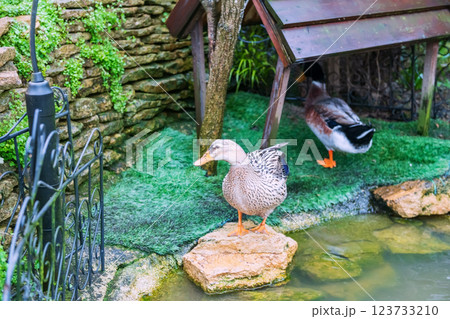 Two ducks at little house and rock by pond of Yufuin Floral Village 123733210
