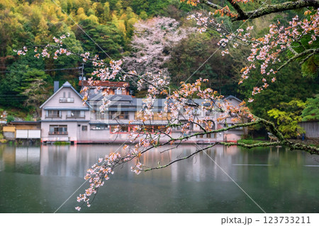 Sakura blossom of cherry tree branch by Kinrin Lake, Yufuin 123733211