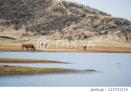 horses at meadow drink water in Kusasenri prairie observation, Aso 123733214