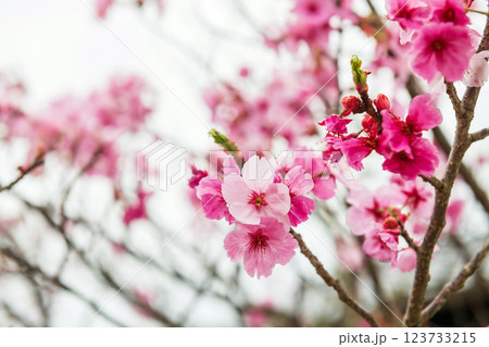 kawazu pink sakura blooming of cherry tree, mt. Aso, Kumamoto 123733215