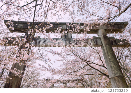 Torii gate and pink cherry tree tunnel at Homangu Kamado, Dazaifu Torii gate and pink cherry tree tunnel at Homangu Kamado, Dazaifu 123733239