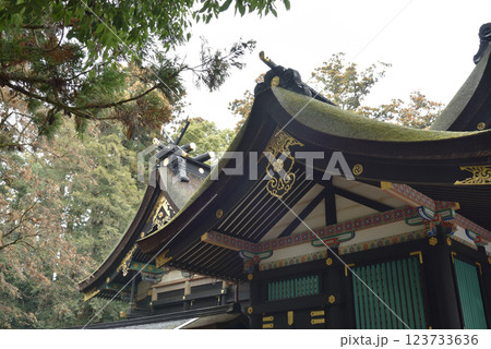 雨の香取神宮　本殿　側面(千葉県香取市) 123733636