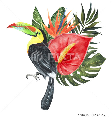 Toucal with anthurium flower and strelitzia, tropical leaves composition. Hand drawn watercolor illustration isolated on whitebackground. For decor, wallpaper, stickes, web, packaging 123734768