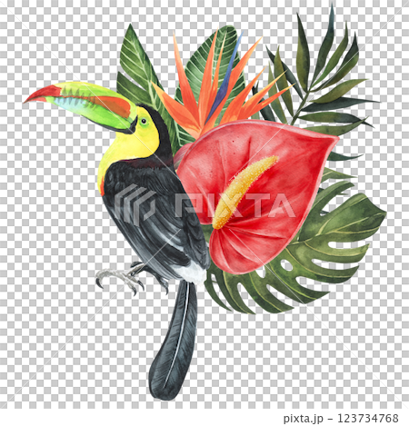 Toucal with anthurium flower and strelitzia, tropical leaves composition. Hand drawn watercolor illustration isolated on whitebackground. For decor, wallpaper, stickes, web, packaging 123734768