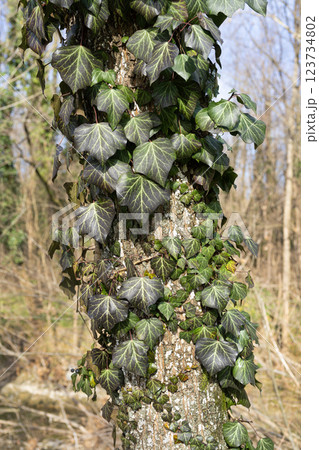 ivy wrapping around the trunk 123734802